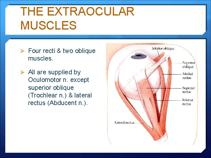 THE EXTRAOCULAR MUSCLES Ø Four recti & two oblique muscles. Ø All are supplied