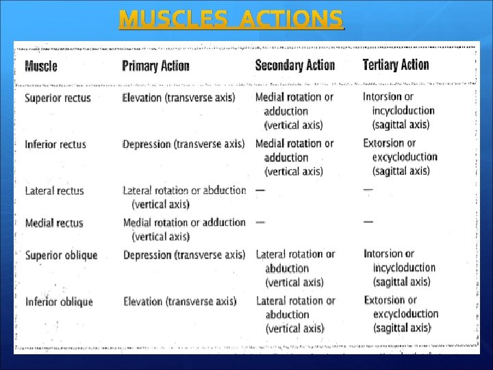 MUSCLES ACTIONS 