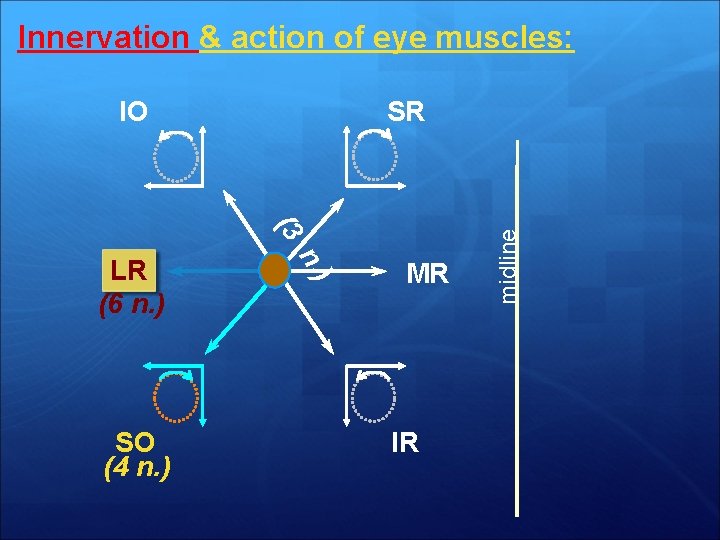 Innervation & action of eye muscles: SR (3 ) SO (4 n. ) n.