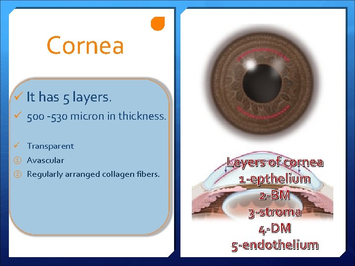 Cornea ü It has 5 layers. ü 500 -530 micron in thickness. ü Transparent