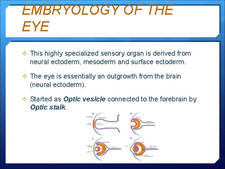 EMBRYOLOGY OF THE EYE ² This highly specialized sensory organ is derived from neural
