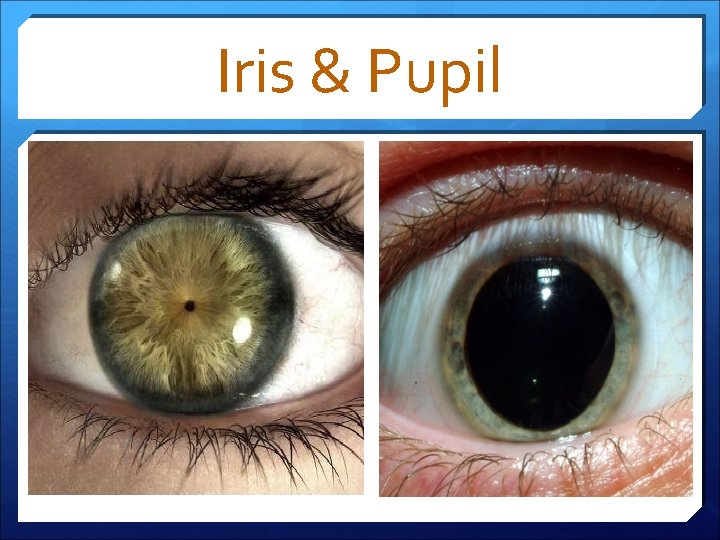 Iris & Pupil 