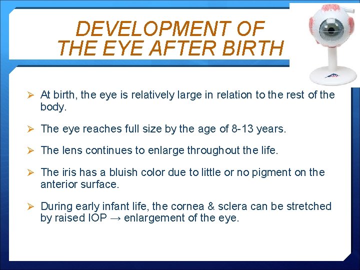 DEVELOPMENT OF THE EYE AFTER BIRTH Ø At birth, the eye is relatively large