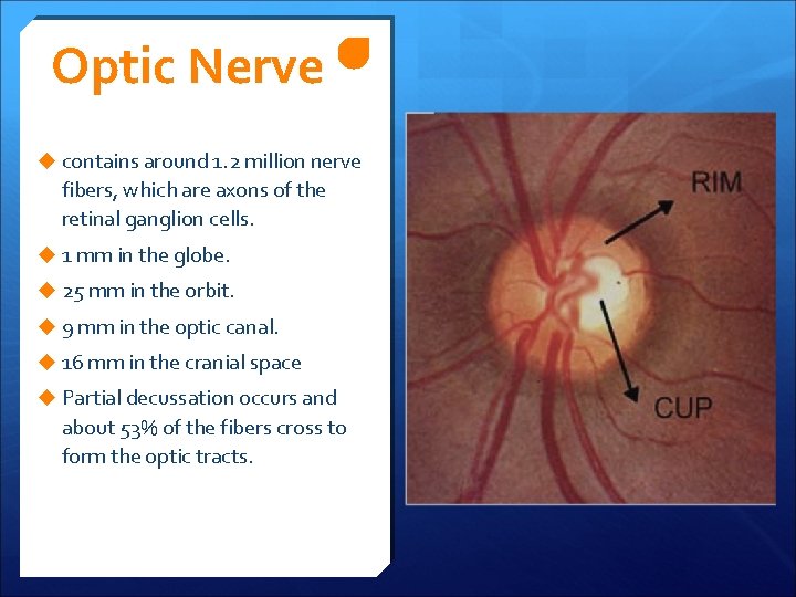 Optic Nerve u contains around 1. 2 million nerve fibers, which are axons of