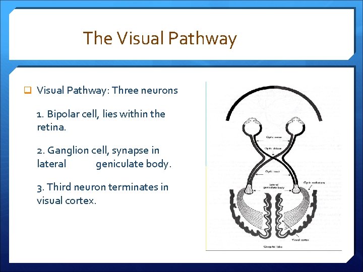 The Visual Pathway q Visual Pathway: Three neurons 1. Bipolar cell, lies within the