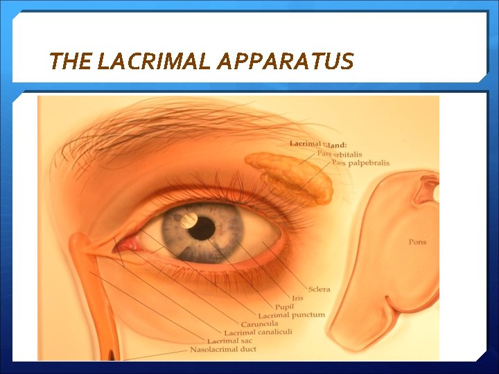 THE LACRIMAL APPARATUS 