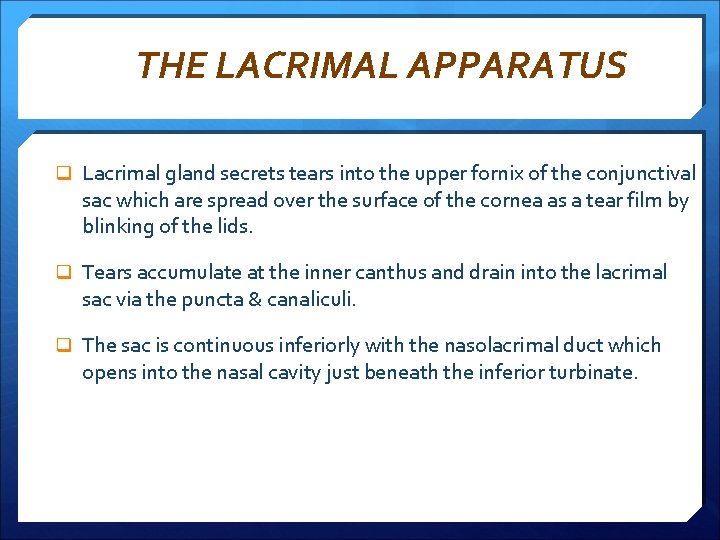 THE LACRIMAL APPARATUS q Lacrimal gland secrets tears into the upper fornix of the