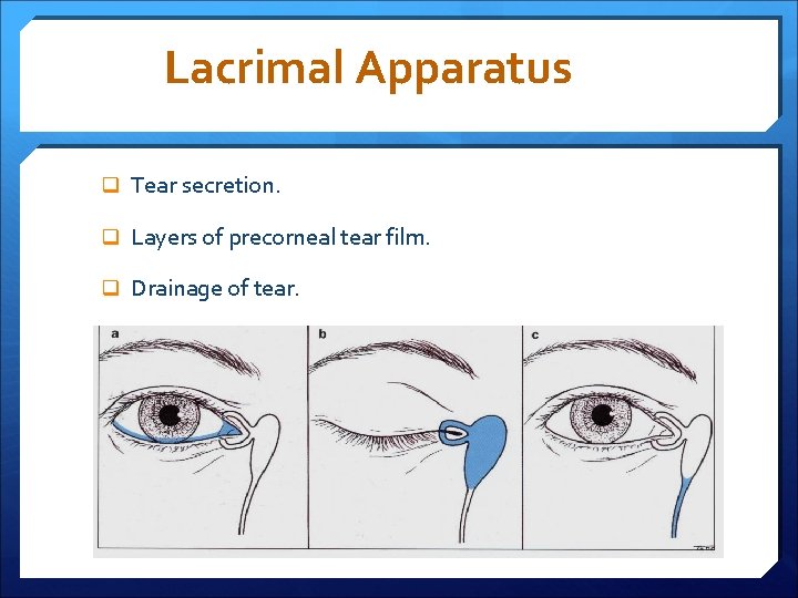 Lacrimal Apparatus q Tear secretion. q Layers of precorneal tear film. q Drainage of
