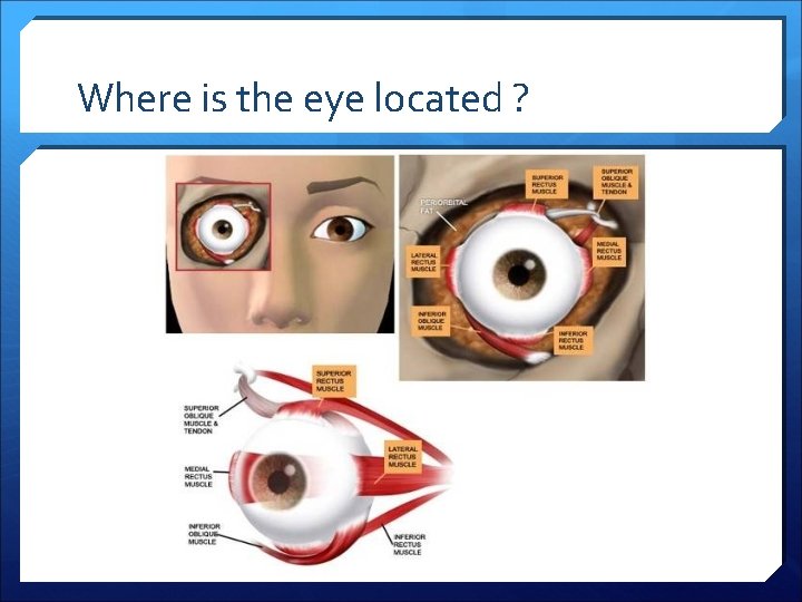 Where is the eye located ? 