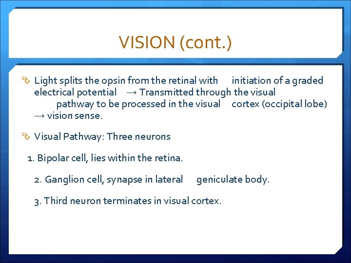 VISION (cont. ) Light splits the opsin from the retinal with initiation of a