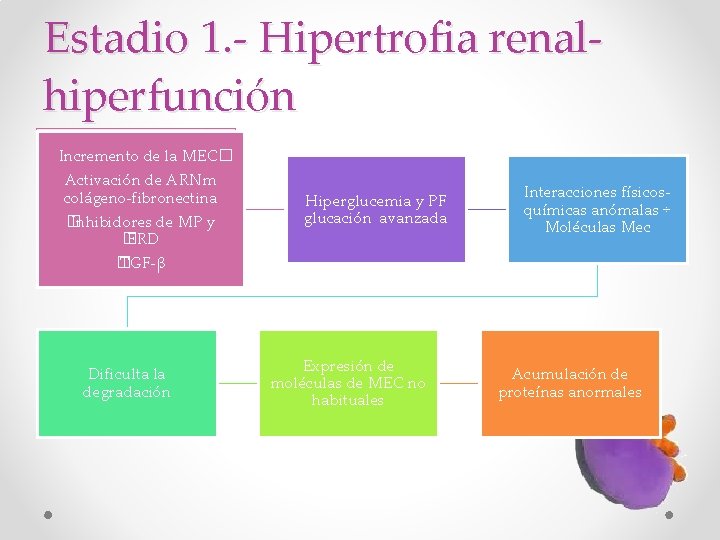 Estadio 1. - Hipertrofia renalhiperfunción Cambios Incremento de la MEC� hemodinámicos Activación de ARNm