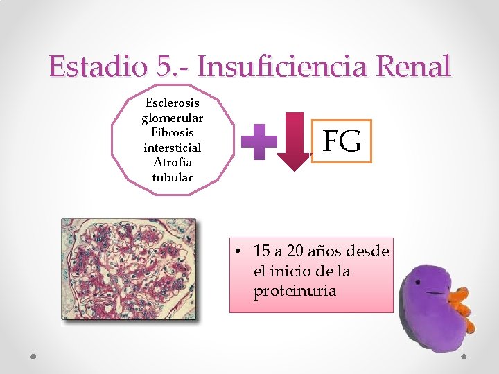 Estadio 5. - Insuficiencia Renal Esclerosis glomerular Fibrosis intersticial Atrofia tubular FG • 15