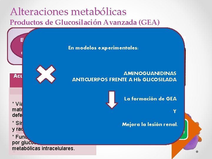 Alteraciones metabólicas Productos de Glucosilación Avanzada (GEA) Exceso de glucosa circulante Aminoácidos libres o