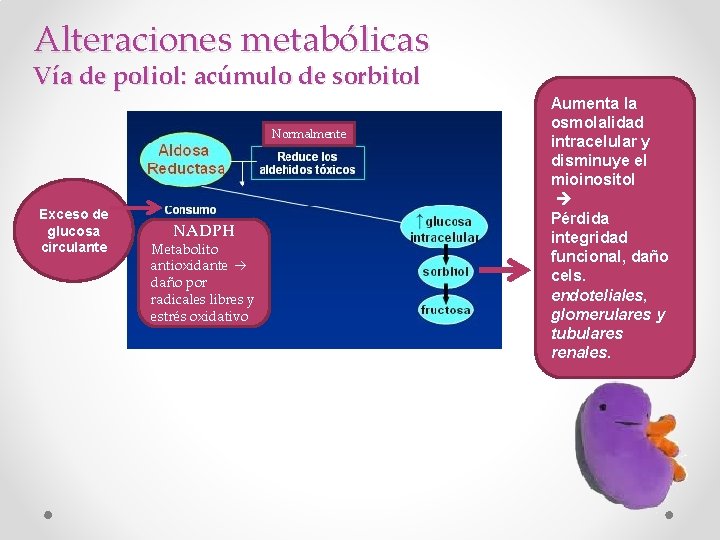 Alteraciones metabólicas Vía de poliol: acúmulo de sorbitol Normalmente Exceso de glucosa circulante NADPH