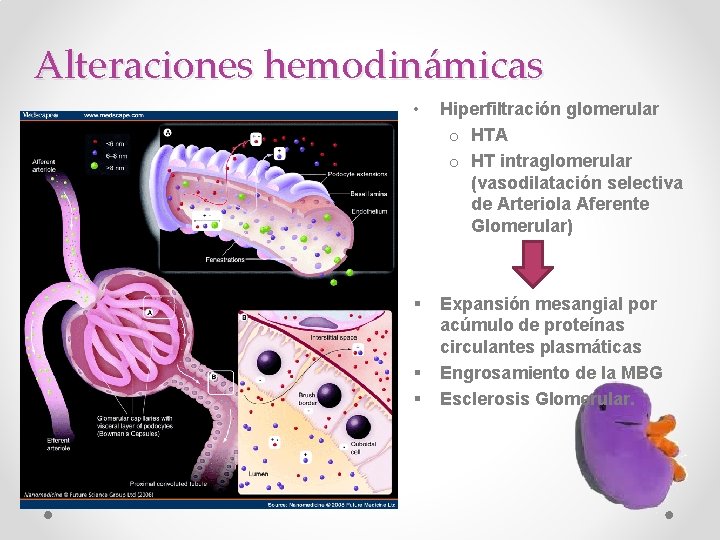 Alteraciones hemodinámicas • Hiperfiltración glomerular o HTA o HT intraglomerular (vasodilatación selectiva de Arteriola