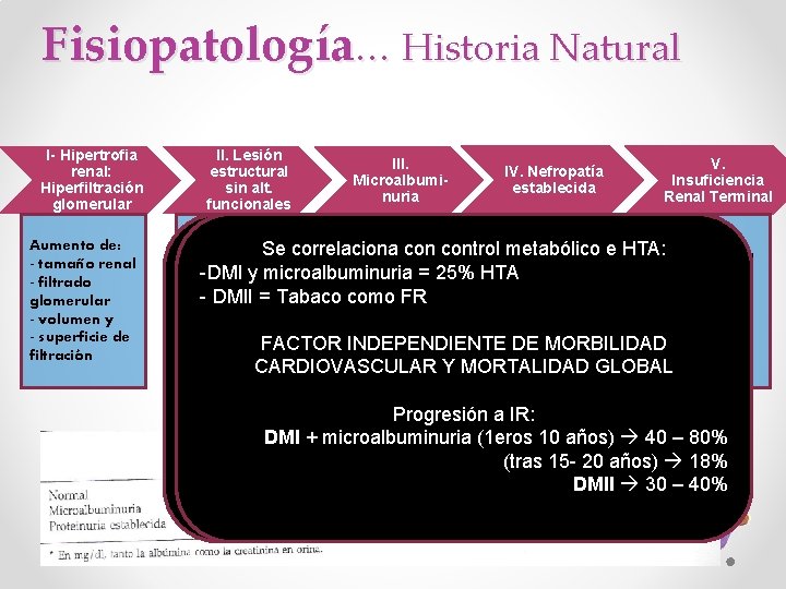 Fisiopatología… Historia Natural I- Hipertrofia renal: Hiperfiltración glomerular Aumento de: - tamaño renal -