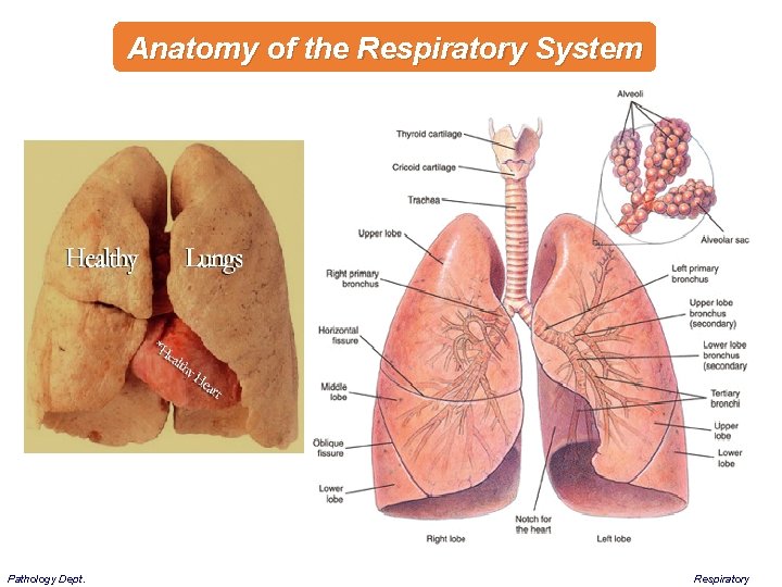 Anatomy of the Respiratory System Pathology Dept. Respiratory 