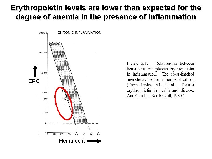 Erythropoietin levels are lower than expected for the degree of anemia in the presence