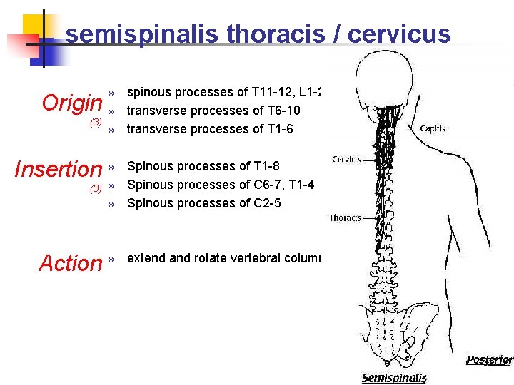 semispinalis thoracis / cervicus Origin (3) Insertion T T Spinous processes of T 1