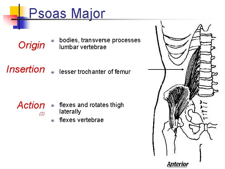 Psoas Major Origin Insertion Action T T T (2) T bodies, transverse processes lumbar