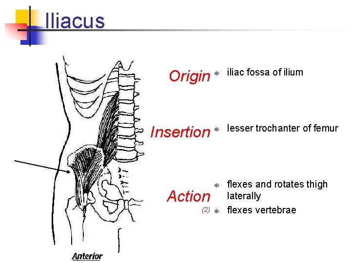 Iliacus Origin T iliac fossa of ilium Insertion T lesser trochanter of femur Action