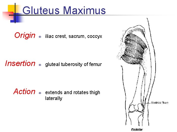 Gluteus Maximus Origin T iliac crest, sacrum, coccyx Insertion T gluteal tuberosity of femur