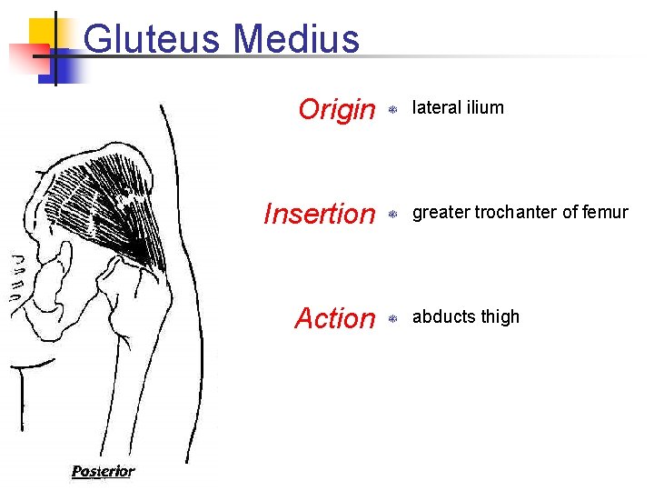 Gluteus Medius Origin T lateral ilium Insertion T greater trochanter of femur Action T