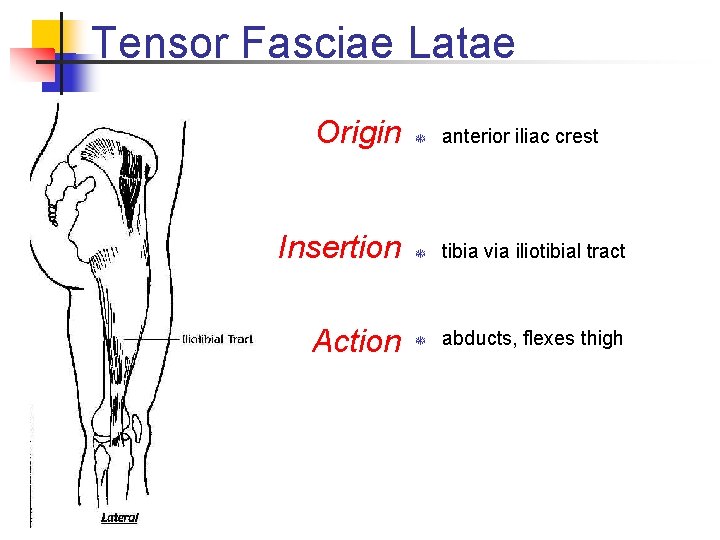 Tensor Fasciae Latae Origin T anterior iliac crest Insertion T tibia via iliotibial tract Tensor Fasciae Latae Origin T anterior iliac crest Insertion T tibia via iliotibial tract