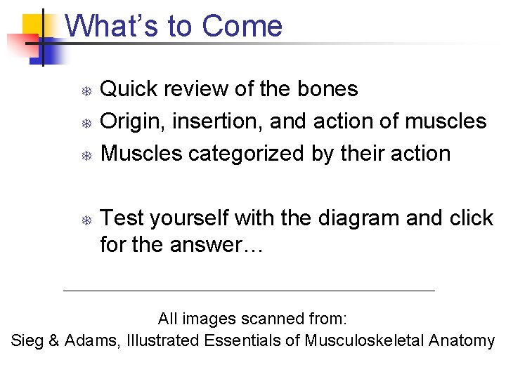 What’s to Come T T Quick review of the bones Origin, insertion, and action