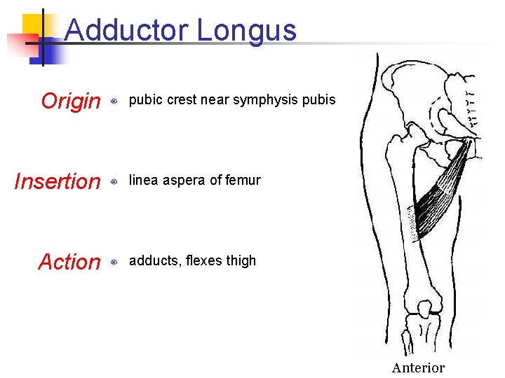 Adductor Longus Origin T pubic crest near symphysis pubis Insertion T linea aspera of