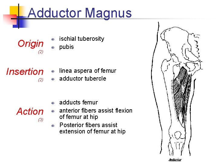 Adductor Magnus Origin (2) T T Insertion T (2) T T Action T (3) Adductor Magnus Origin (2) T T Insertion T (2) T T Action T (3)