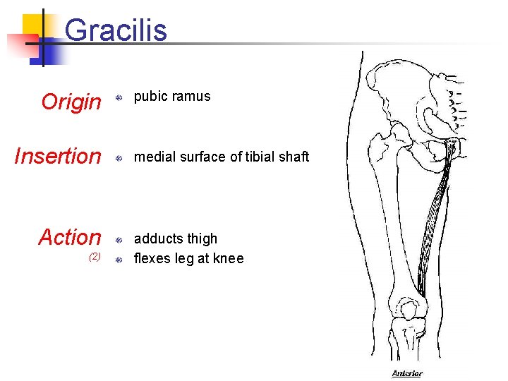 Gracilis Origin T pubic ramus Insertion T medial surface of tibial shaft Action T