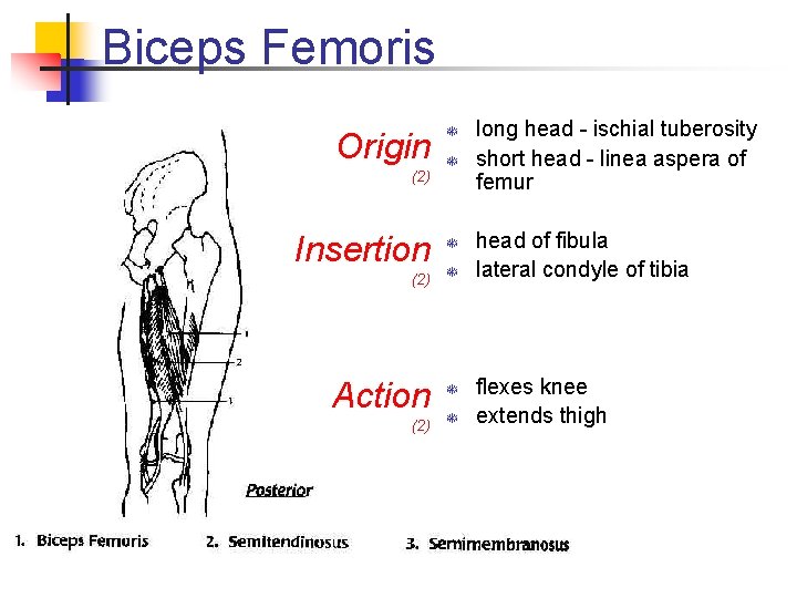 Biceps Femoris Origin (2) Insertion T T T (2) T Action T (2) T Biceps Femoris Origin (2) Insertion T T T (2) T Action T (2) T