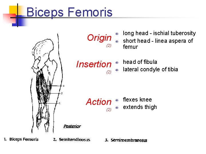 Biceps Femoris Origin (2) Insertion T T T (2) T Action T (2) T