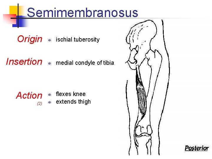 Semimembranosus Origin T ischial tuberosity Insertion T medial condyle of tibia Action (2) T Semimembranosus Origin T ischial tuberosity Insertion T medial condyle of tibia Action (2) T