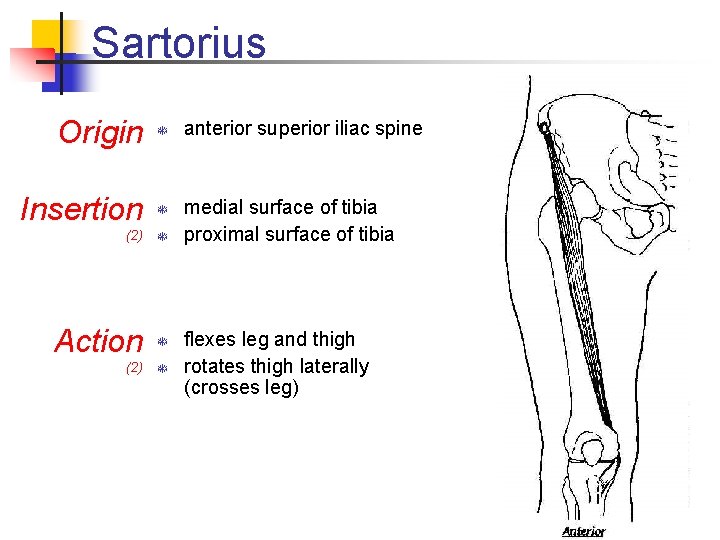 Sartorius Origin T Insertion T (2) T Action T (2) T anterior superior iliac