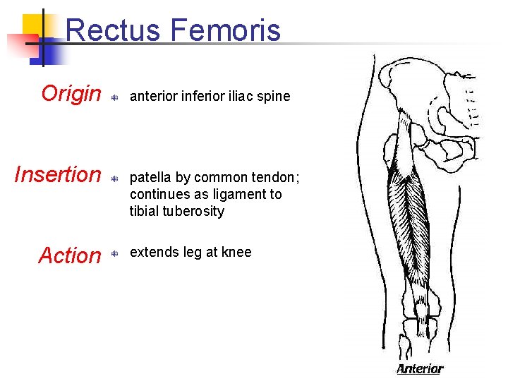 Rectus Femoris Origin T Insertion T Action T anterior inferior iliac spine patella by