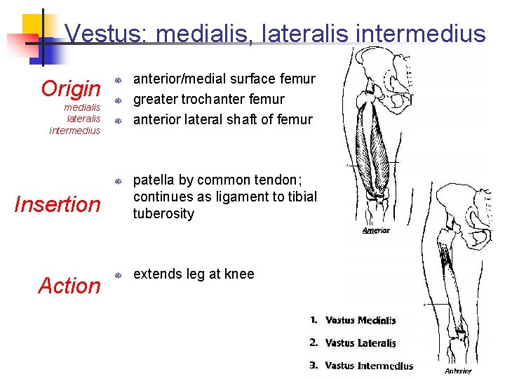 Vestus: medialis, lateralis intermedius Origin medialis lateralis intermedius T T Insertion Action T anterior/medial
