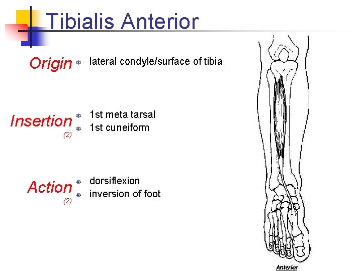 Tibialis Anterior Origin Insertion (2) Action (2) T T T lateral condyle/surface of tibia