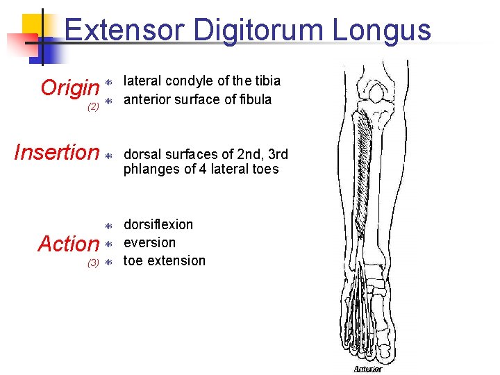 Extensor Digitorum Longus Origin (2) Insertion T T Action T (3) T lateral condyle Extensor Digitorum Longus Origin (2) Insertion T T Action T (3) T lateral condyle