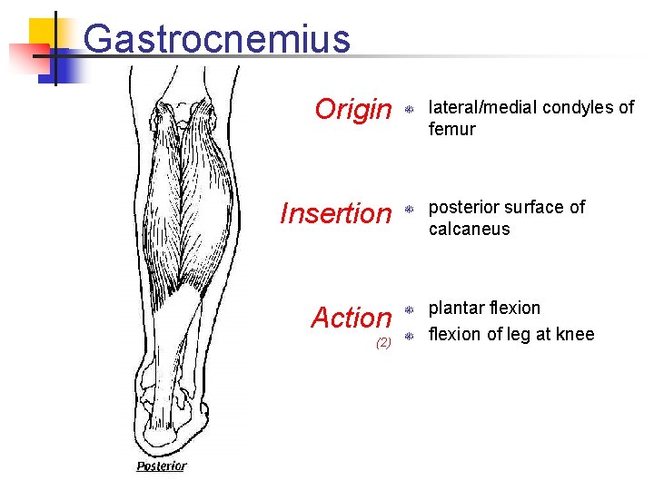 Gastrocnemius Origin T Insertion T Action (2) T T lateral/medial condyles of femur posterior Gastrocnemius Origin T Insertion T Action (2) T T lateral/medial condyles of femur posterior