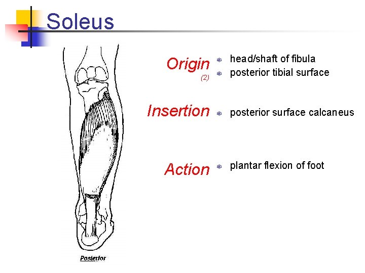 Soleus T head/shaft of fibula posterior tibial surface Insertion T posterior surface calcaneus Action Soleus T head/shaft of fibula posterior tibial surface Insertion T posterior surface calcaneus Action