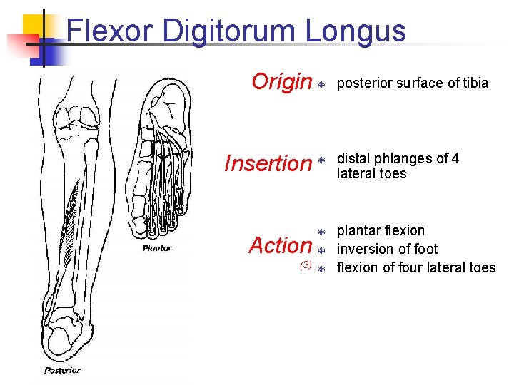Flexor Digitorum Longus Origin T Insertion T Action T T (3) T posterior surface Flexor Digitorum Longus Origin T Insertion T Action T T (3) T posterior surface