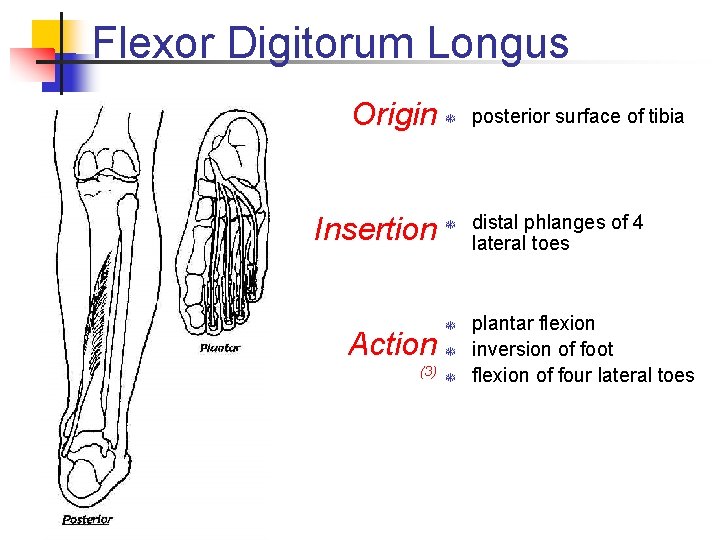 Flexor Digitorum Longus Origin T Insertion T Action T T (3) T posterior surface