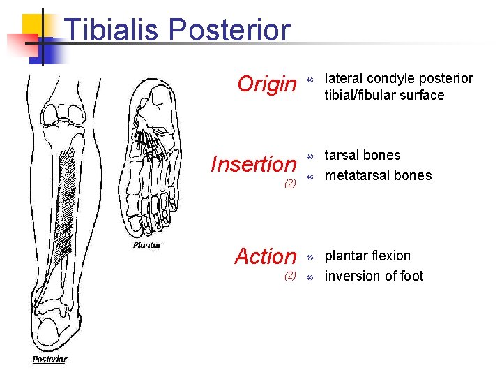 Tibialis Posterior Origin T Insertion T (2) T Action T (2) T lateral condyle