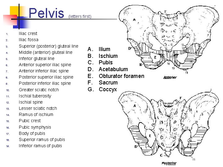 Pelvis 1. 2. 3. 4. 5. 6. 7. 8. 9. 10. 11. 12. 13.