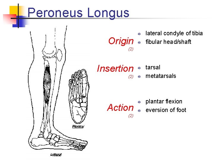 Peroneus Longus Origin T T lateral condyle of tibia fibular head/shaft (2) Insertion T Peroneus Longus Origin T T lateral condyle of tibia fibular head/shaft (2) Insertion T