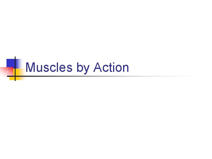 Muscles by Action 