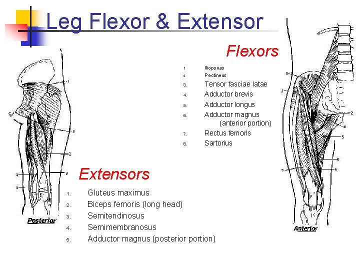 Leg Flexor & Extensor Flexors 1. 2. 3. 4. 5. 6. 7. 8. Iliopsoas Leg Flexor & Extensor Flexors 1. 2. 3. 4. 5. 6. 7. 8. Iliopsoas