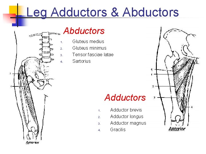 Leg Adductors & Abductors 1. 2. 3. 4. Gluteus medius Gluteus minimus Tensor fasciae